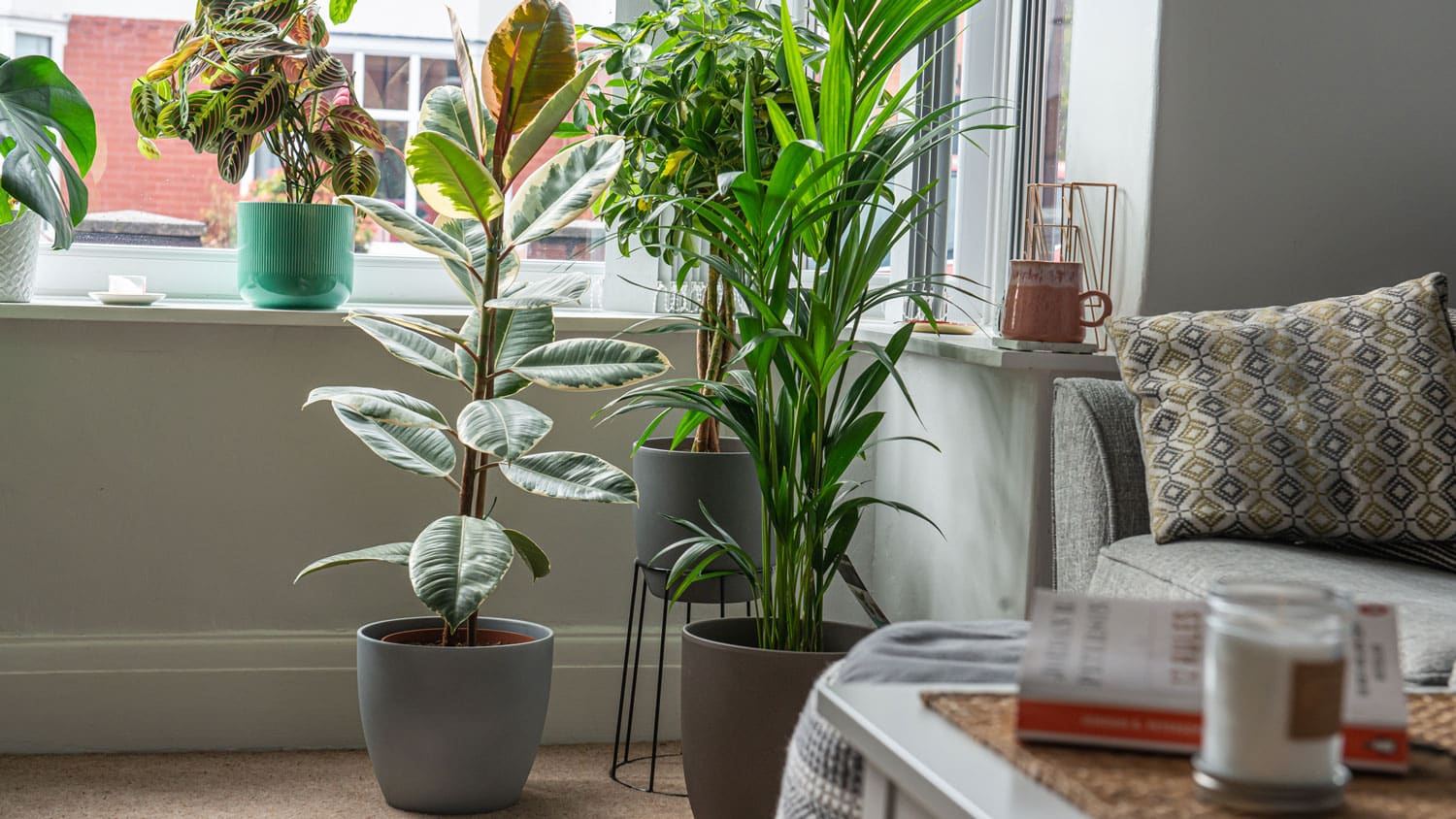 10 Benefits of Planting Genetically Modified Houseplants