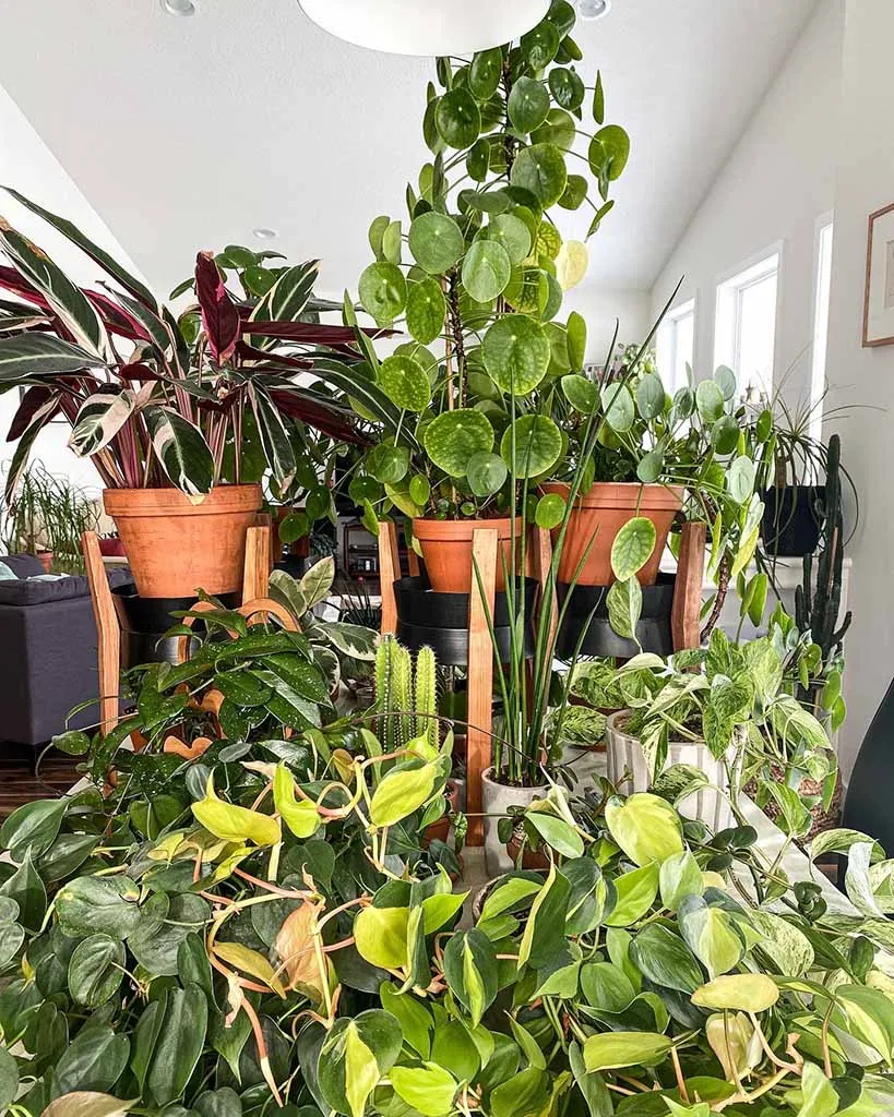 10 Benefits of Planting Genetically Modified Houseplants