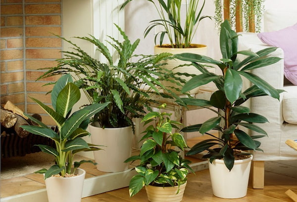 most common house plants