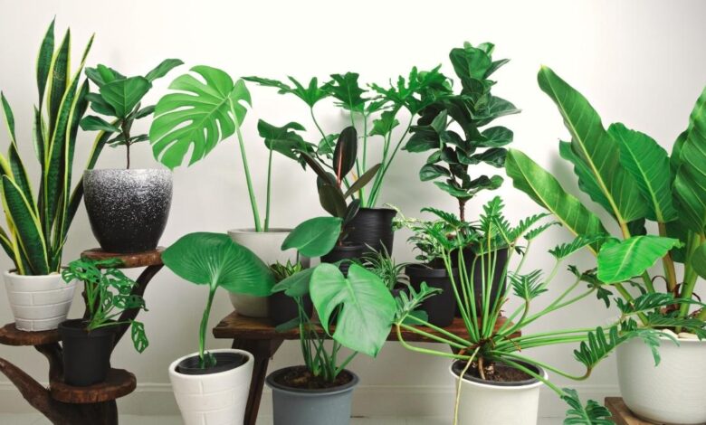 10 Benefits of Planting Genetically Modified Houseplants