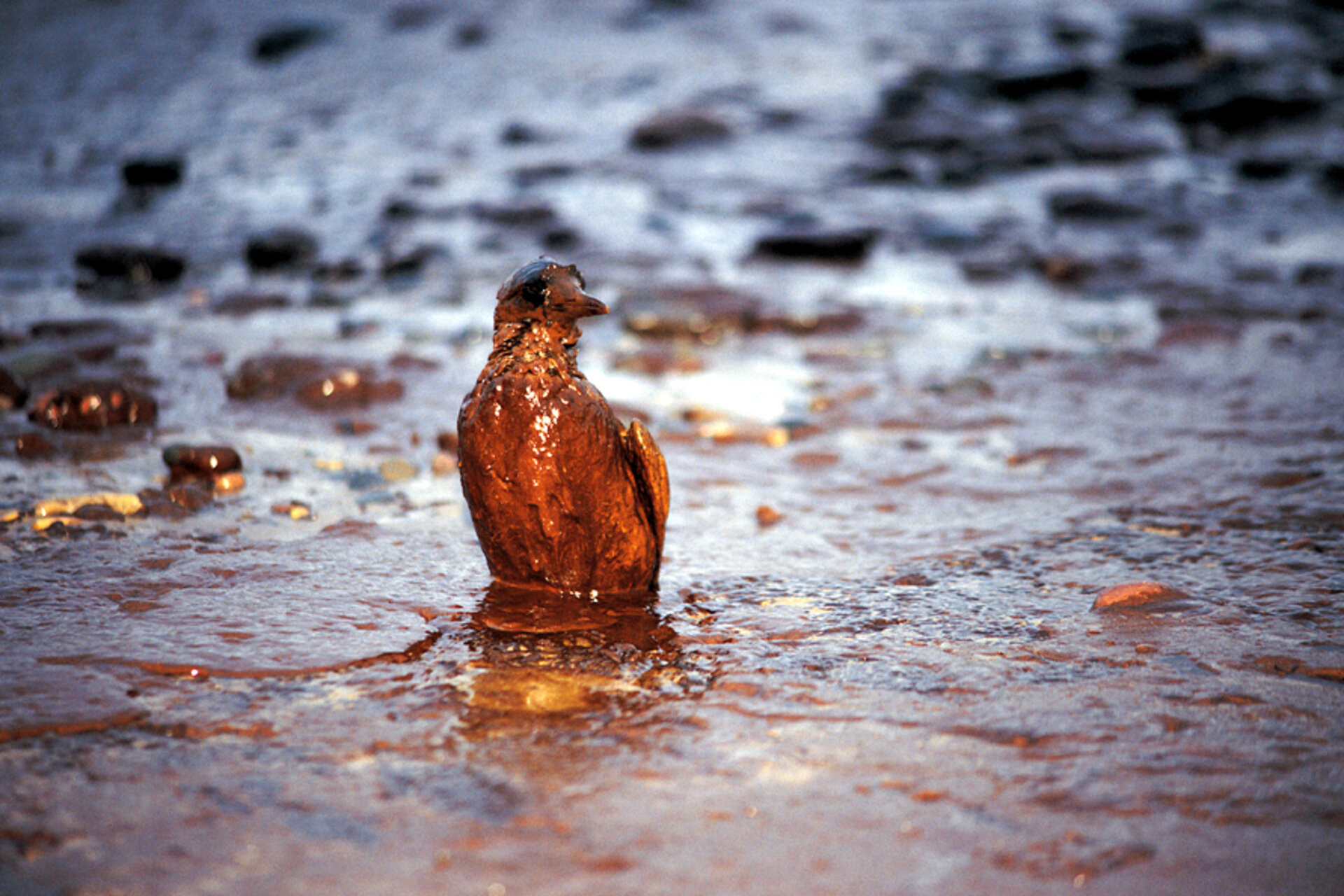 oil spills real pillars