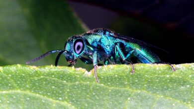 Top 10 Facts About Entomology