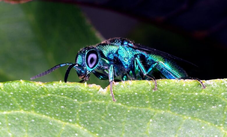 Top 10 Facts About Entomology