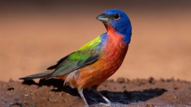 10 Tips for Mastering Ornithology In 2023